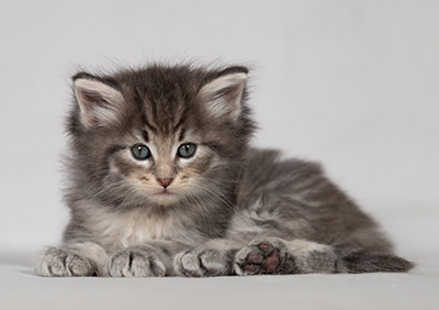 Betsy-Ann - 4 weeks old