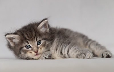 Betsy-Ann - 4 weeks old