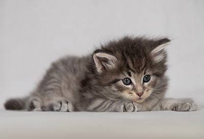 Betsy-Ann - 4 weeks old
