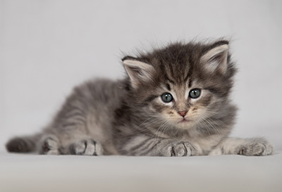Betsy-Ann - 4 weeks old