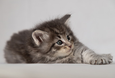 Betsy-Ann - 4 weeks old