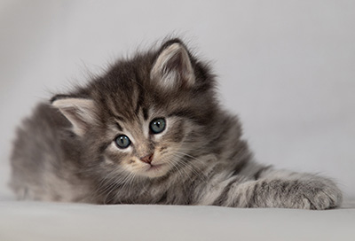 Betsy-Ann - 4 weeks old