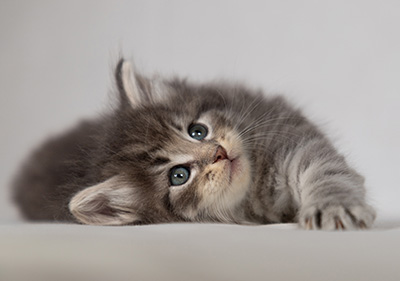 Betsy-Ann - 4 weeks old
