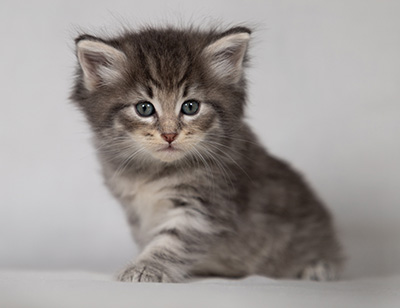 Betsy-Ann - 4 weeks old