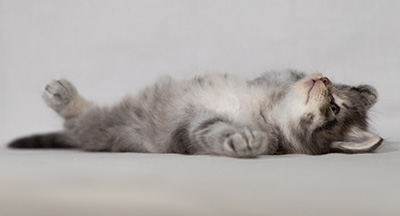 Betsy-Ann - 4 weeks old