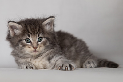 Betsy-Ann - 4 weeks old