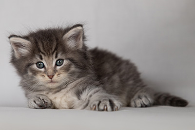 Betsy-Ann - 4 weeks old