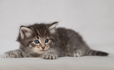 Betsy-Ann - 4 weeks old