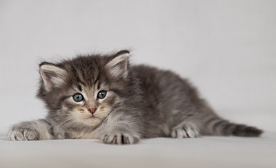 Betsy-Ann - 4 weeks old