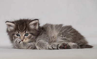 Betsy-Ann - 4 weeks old