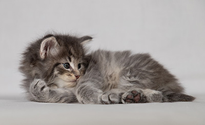 Betsy-Ann - 4 weeks old