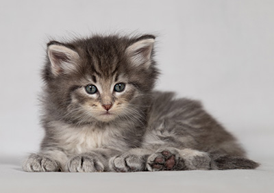 Betsy-Ann - 4 weeks old