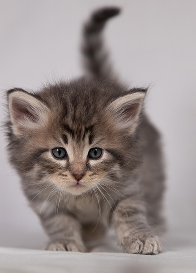 Betsy-Lott - 4 weeks old