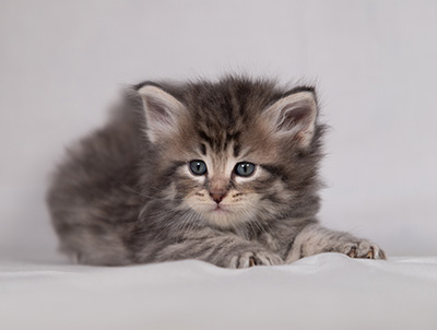 Betsy-Lott - 4 weeks old