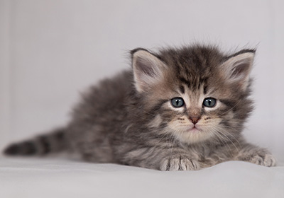 Betsy-Lott - 4 weeks old