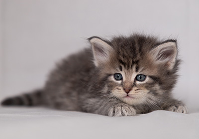 Betsy-Lott - 4 weeks old