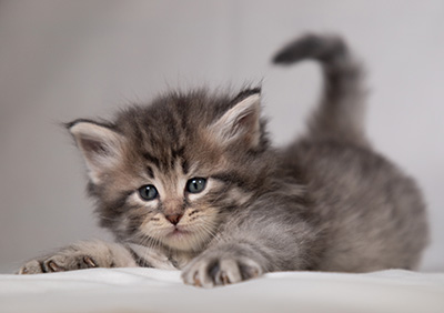 Betsy-Lott - 4 weeks old