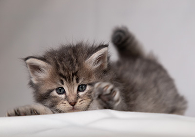 Betsy-Lott - 4 weeks old