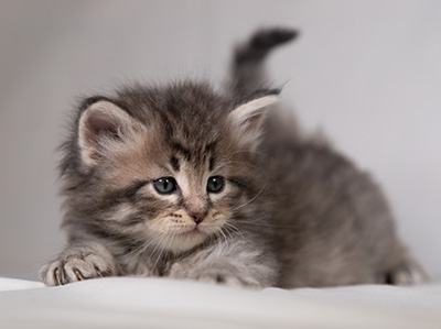 Betsy-Lott - 4 weeks old