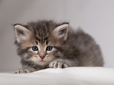 Betsy-Lott - 4 weeks old