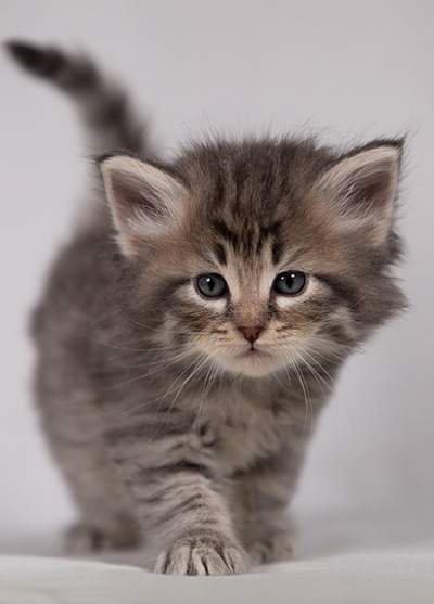 Betsy-Lott - 4 weeks old