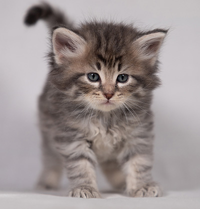 Betsy-Lott - 4 weeks old