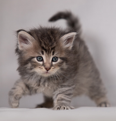 Betsy-Lott - 4 weeks old