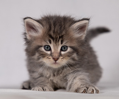Betsy-Lott - 4 weeks old