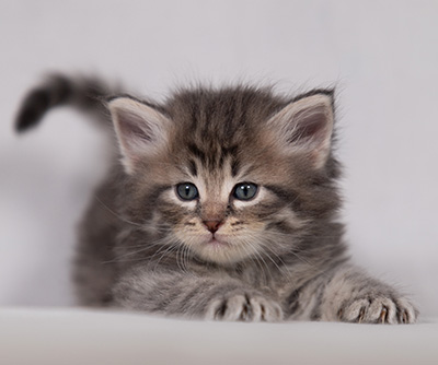 Betsy-Lott - 4 weeks old