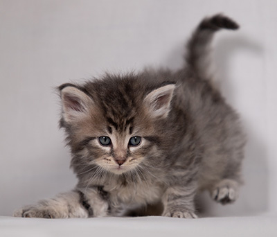 Betsy-Lott - 4 weeks old