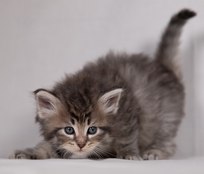 Betsy-Lott - 4 weeks old