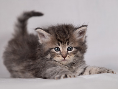 Betsy-Lott - 4 weeks old