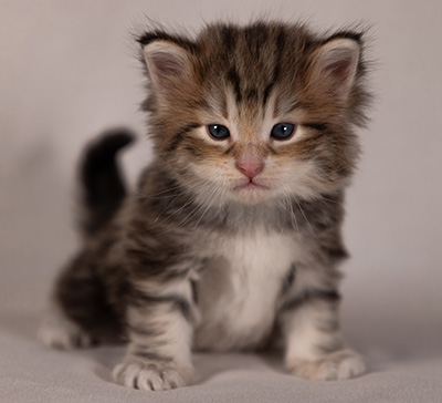 Balthazar - 4 weeks old