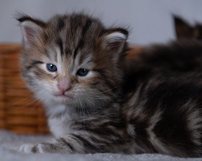 Balthazar - 4 weeks old