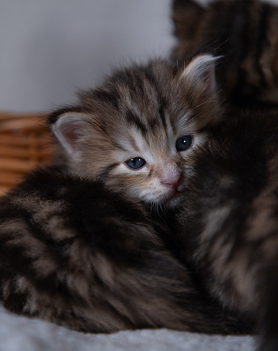 Balthazar - 4 weeks old
