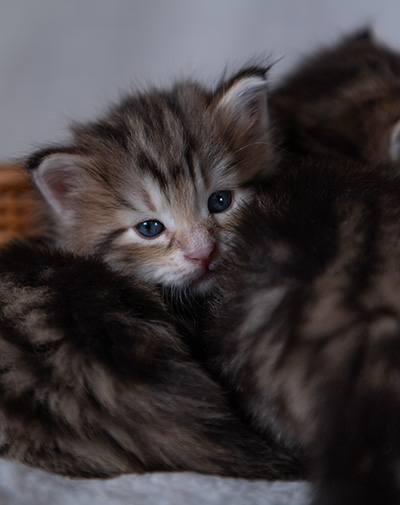 Balthazar - 4 weeks old