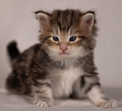 Balthazar - 4 weeks old