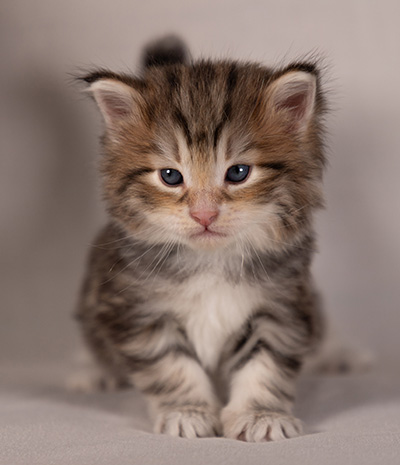 Balthazar - 4 weeks old