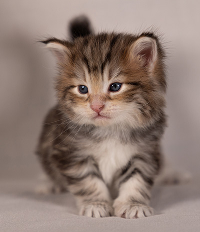 Balthazar - 4 weeks old