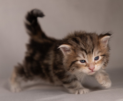 Balthazar - 4 weeks old
