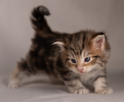 Balthazar - 4 weeks old