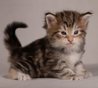 Balthazar - 4 weeks old