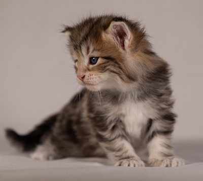 Balthazar - 4 weeks old
