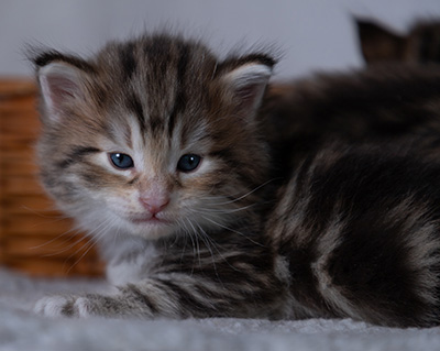 Balthazar - 4 weeks old