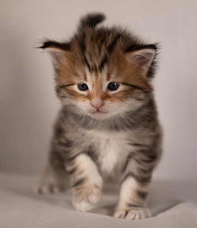 Barnabé - 4 weeks old