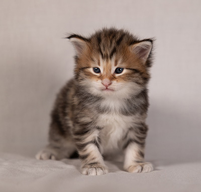 Barnabé - 4 weeks old