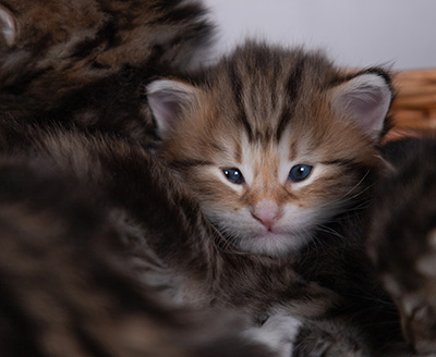 Barnabé - 4 weeks old