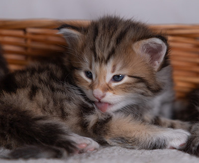 Barnabé - 4 weeks old