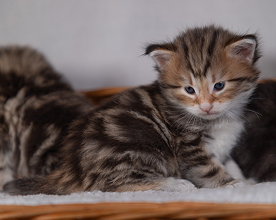 Barnabé - 4 weeks old