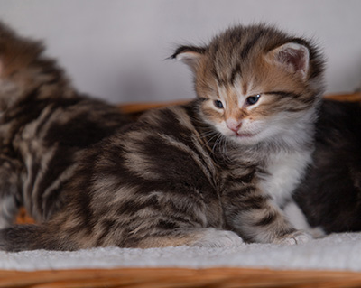Barnabé - 4 weeks old